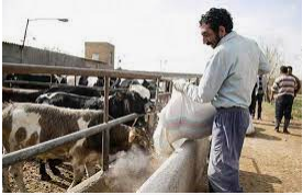 صدور دامدار کارت در استان ایلام آغاز شد