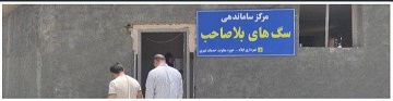 کارجمع آوری سگ های بلاصاحب آغاز شده است