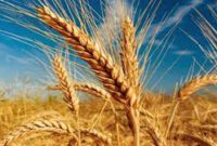 اختصاص ۱۸ هزار هکتار زمین کشاورزی ایلام به کشت قرارداری گندم