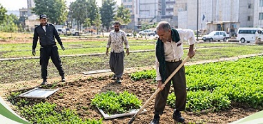 عملیات کاشت گل‌ های فصلی در سطح شهر ایلام آغاز شد